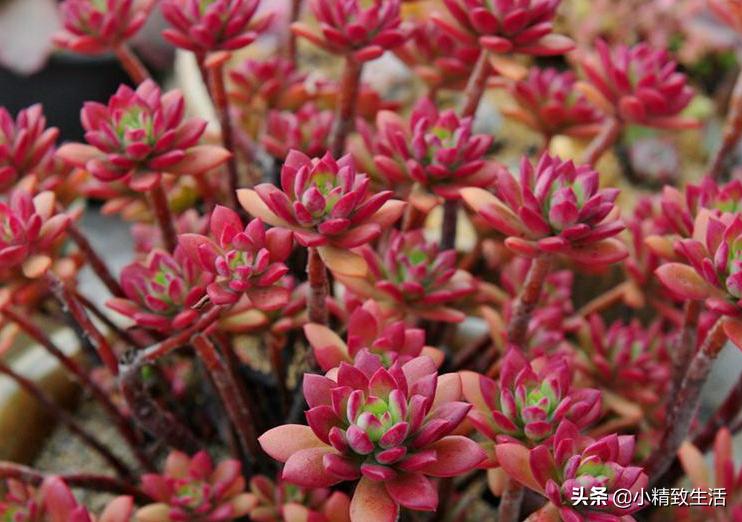 盘点6种适合秋天养的多肉,适合一年四季阳台养的多肉植物