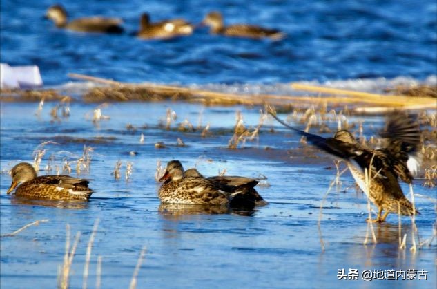 阿古拉湿地草原视频,阿古拉湿地有什么鸟