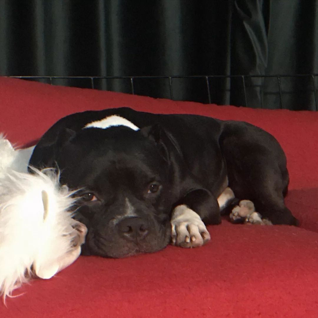 一只鸭子一万五元,一只鸭子一万多