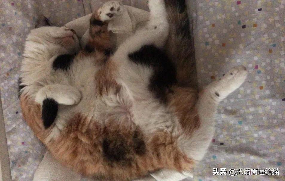 一只猫被另一只打,一只猫被两个人打