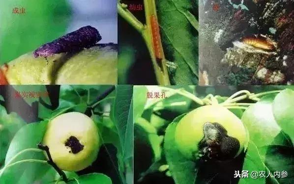 梨树高产秘方,梨树栽培技术及病虫害防治措施