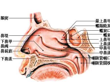 突然鼻出血最佳的处理方法,鼻出血的常见原因中医治疗方案