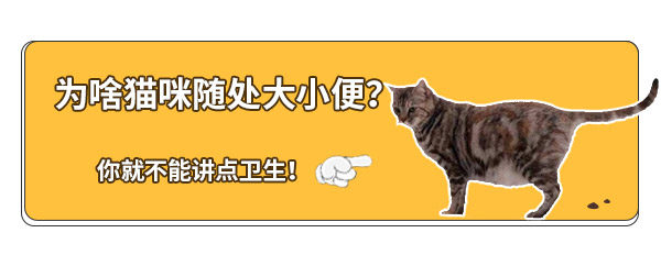 猫咪往被子上撒尿怎么解决,猫咪总在地毯上撒尿臭味怎么去除