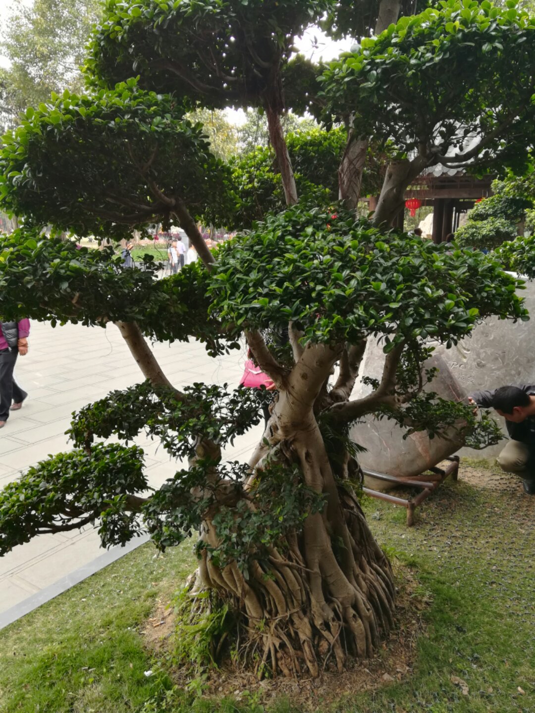 青秀山奇幻之旅,南宁2022奇妙之旅