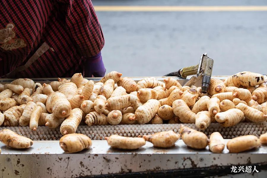 贵州的道地药材天麻,天麻属于哪里的道地药材