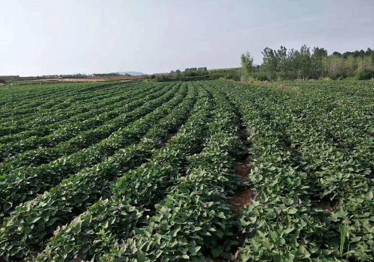 红薯粉皮和木薯粉皮有什么区别,红薯粉皮怎样吃起来有韧性