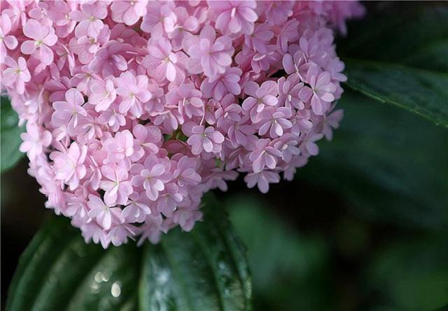 李子柒的院子都种的啥,李子柒推荐的三种花