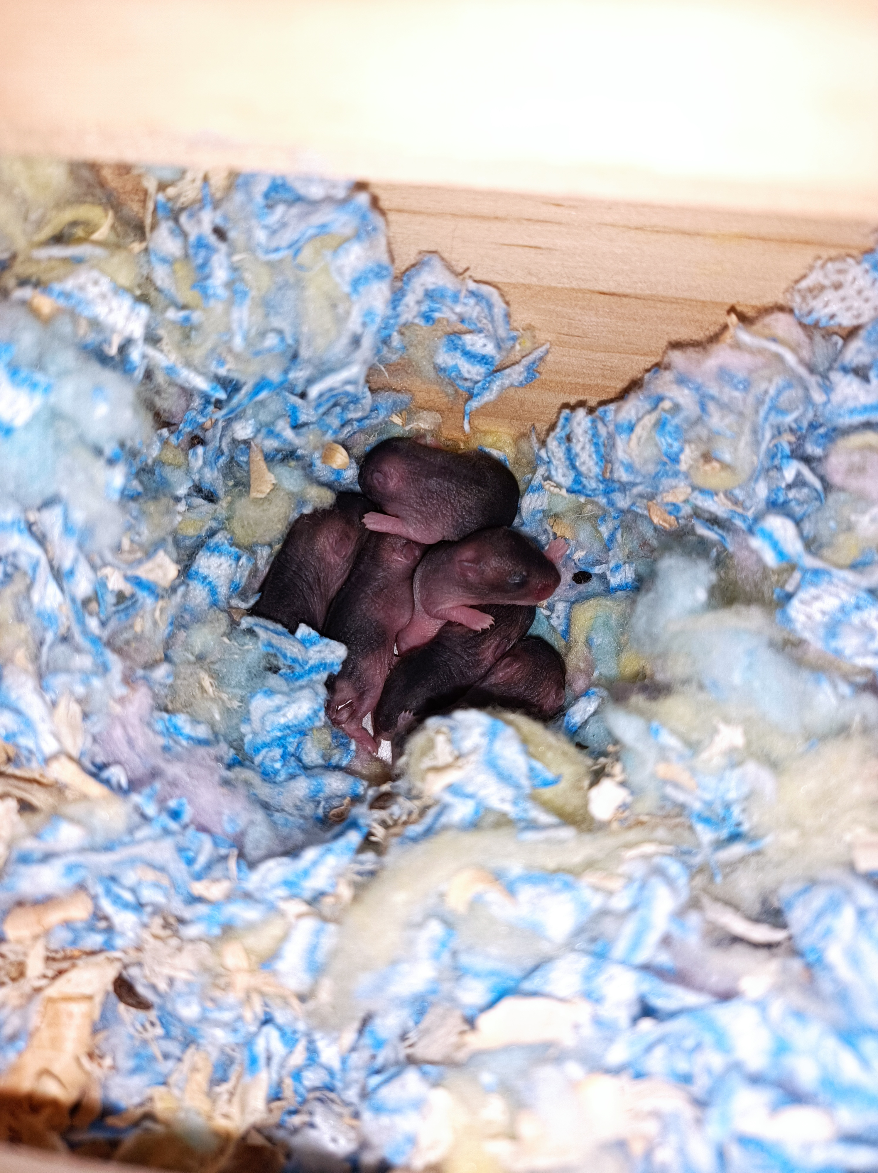 哪个品种的仓鼠容易生崽,养仓鼠新手必看