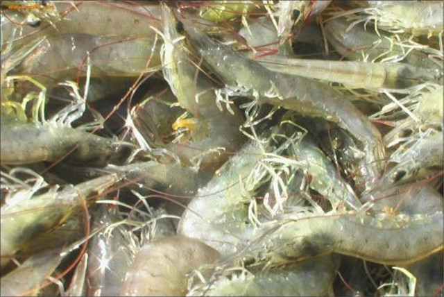 南美白对虾细菌性烂鳃病用什么药,南美白对虾细菌性急性肠胃炎