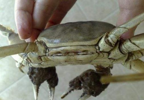 买各种螃蟹的技巧,挑选螃蟹肥瘦视频教程