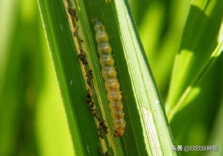 玉米心叶卷曲了，还能捋直吗？