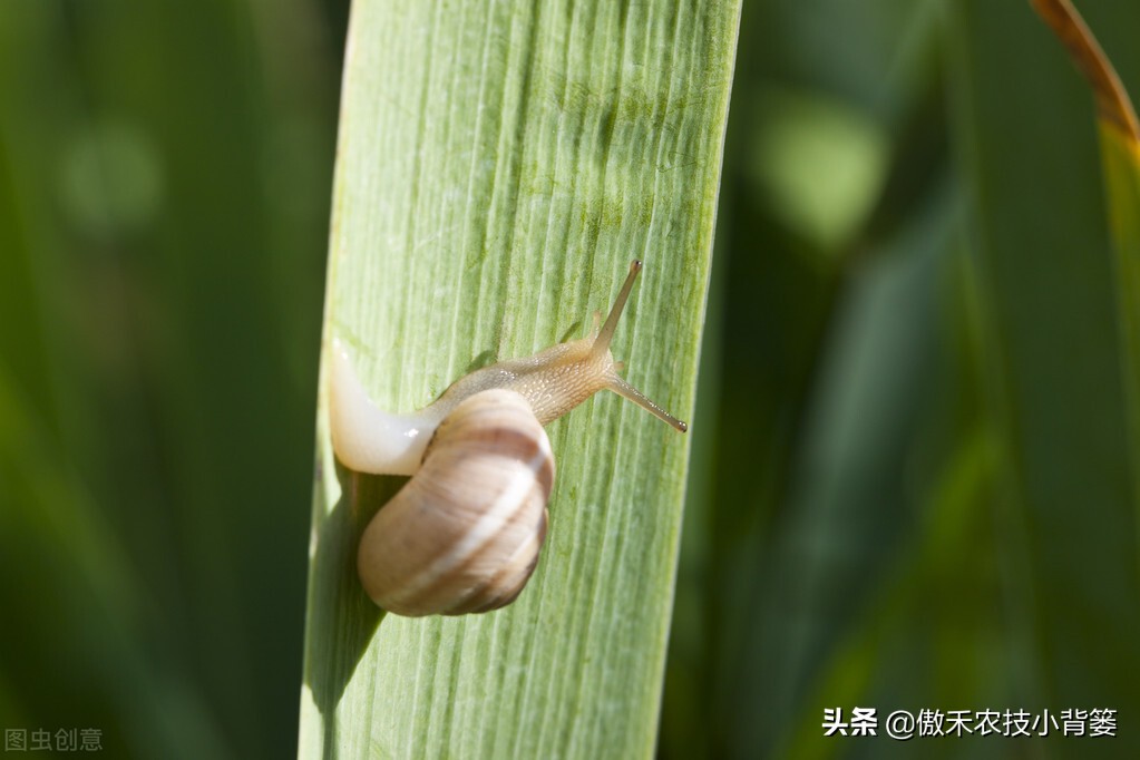 种植蔬菜蜗牛很多怎么办,蔬菜上的蜗牛用什么方法治