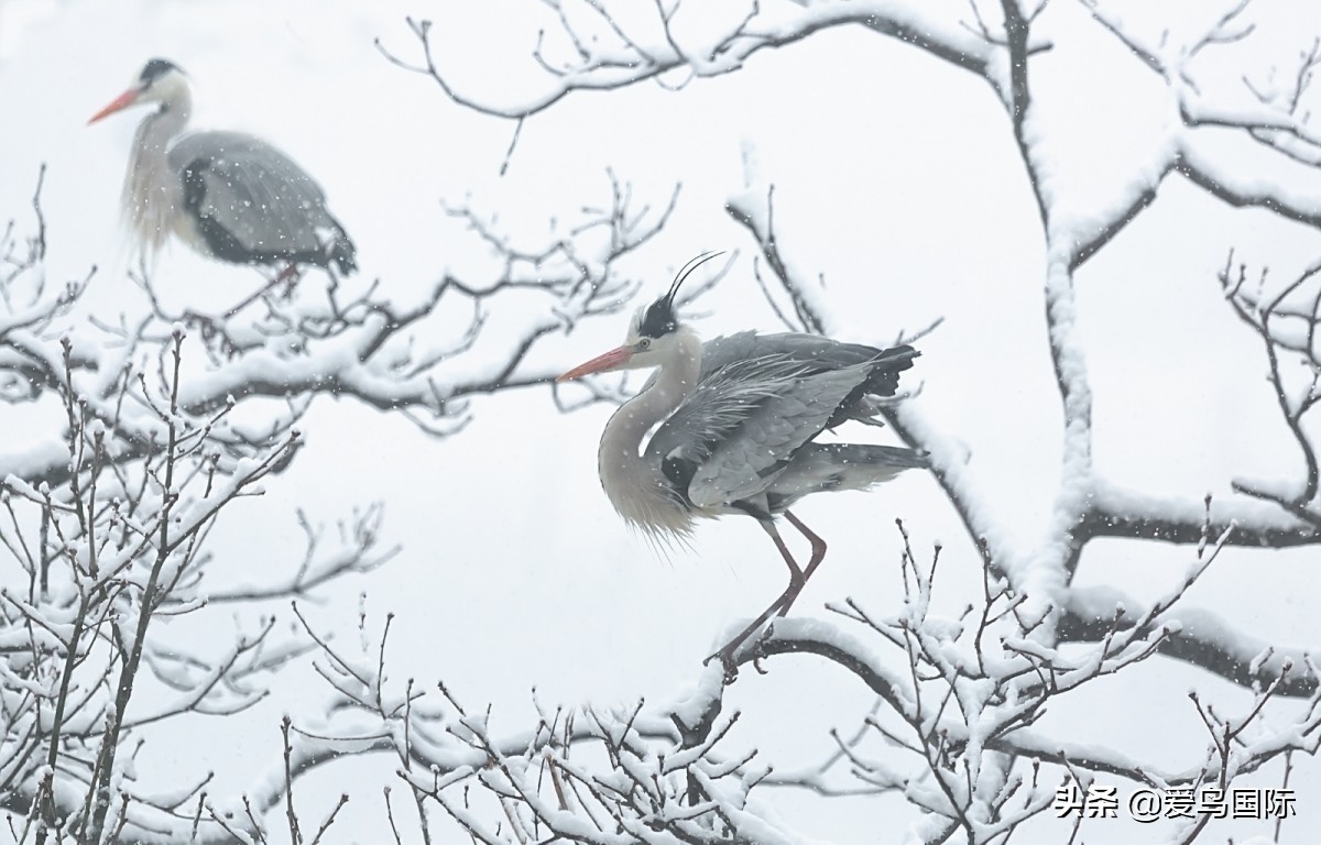 2020观鸟大年,观鸟大年完整版