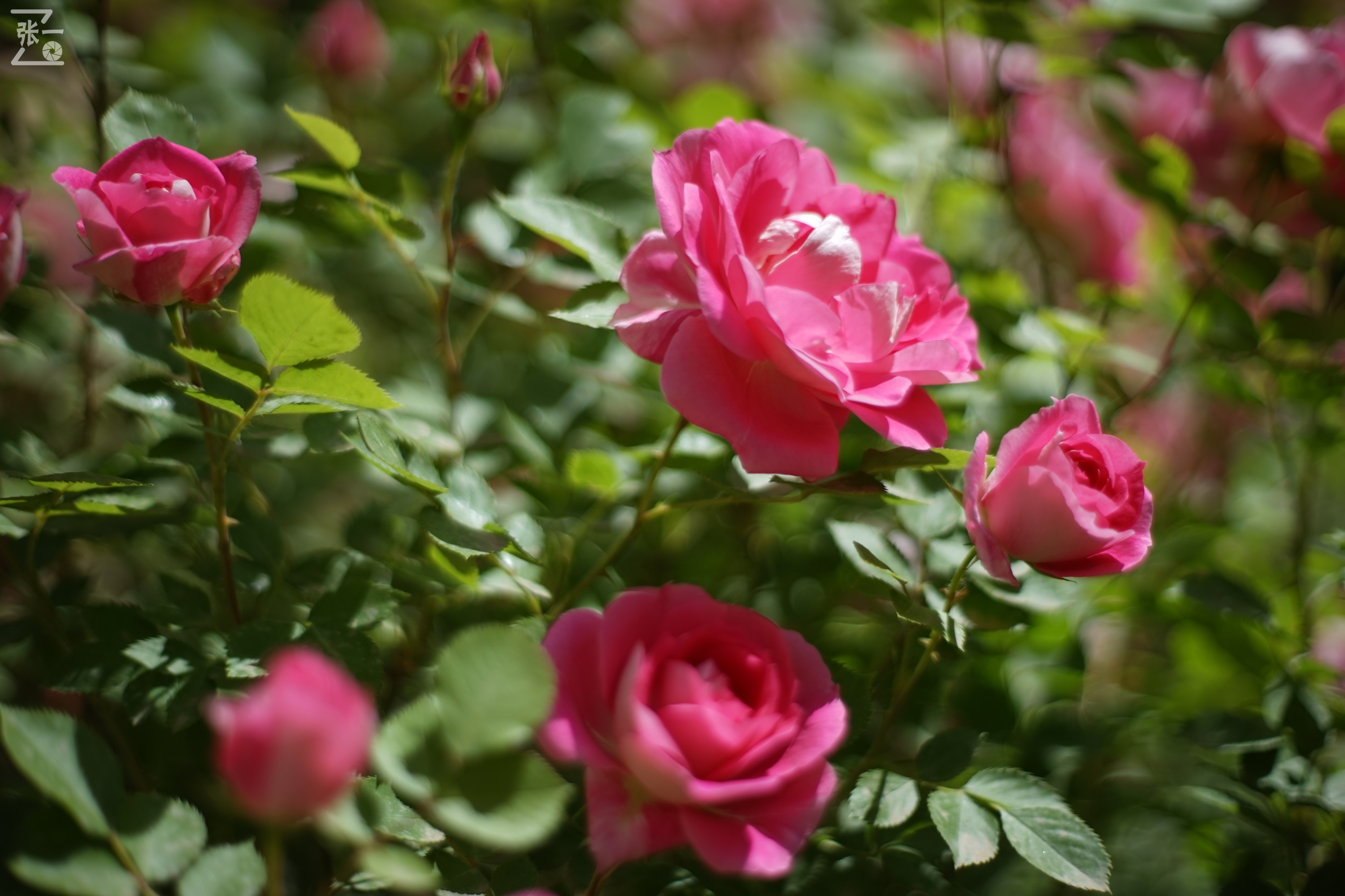 凤凰国产50mm镜头,凤凰索尼e口镜头