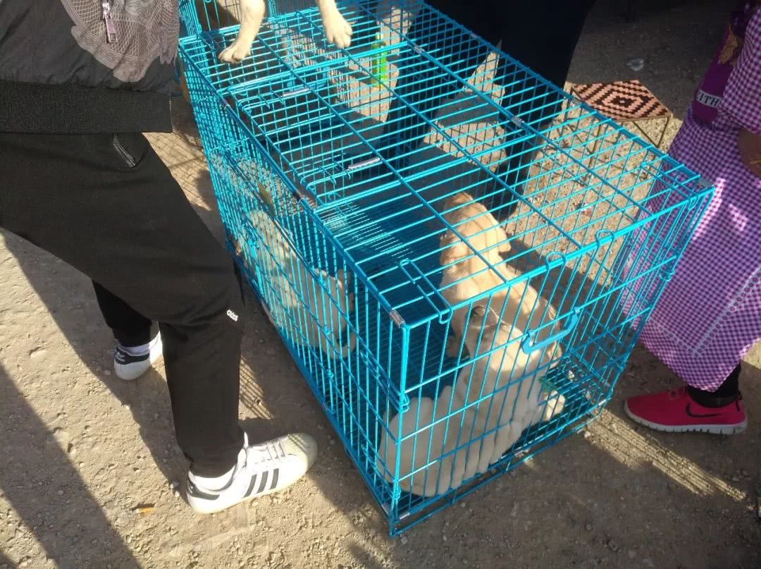 拉布拉多犬多少钱能买到,拉布拉多犬市场价多少钱一只