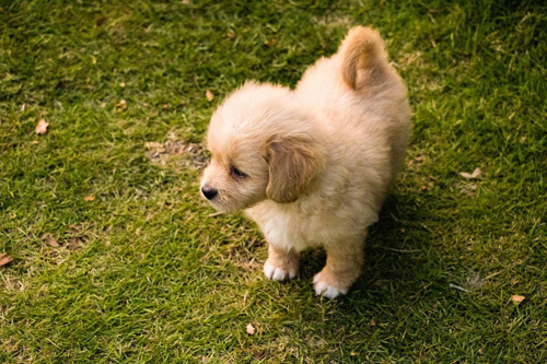 家有萌宠金毛图片大全,金毛家有萌宠