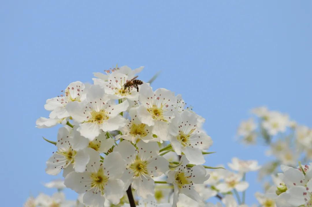 成都春游好去处周末 (成都周边周末春游推荐)