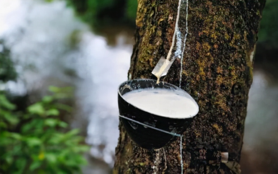 第二届热博会展示花絮2：最神奇的植物——可供人直饮的牛奶树