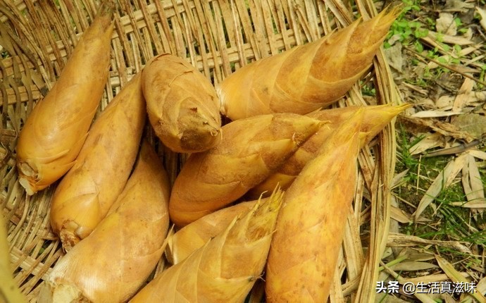 适合这个季节吃的笋,什么笋最适合春天吃