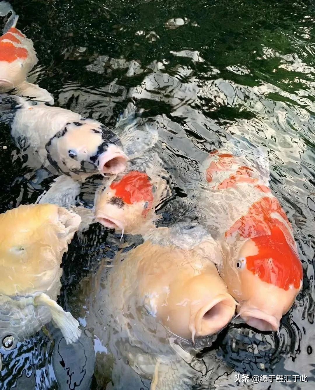 新鱼池除碱的最佳方案,水泥做的鱼池怎么脱碱