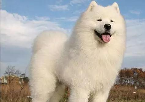 情头萨摩耶捏脸,萨摩耶捏脸视频