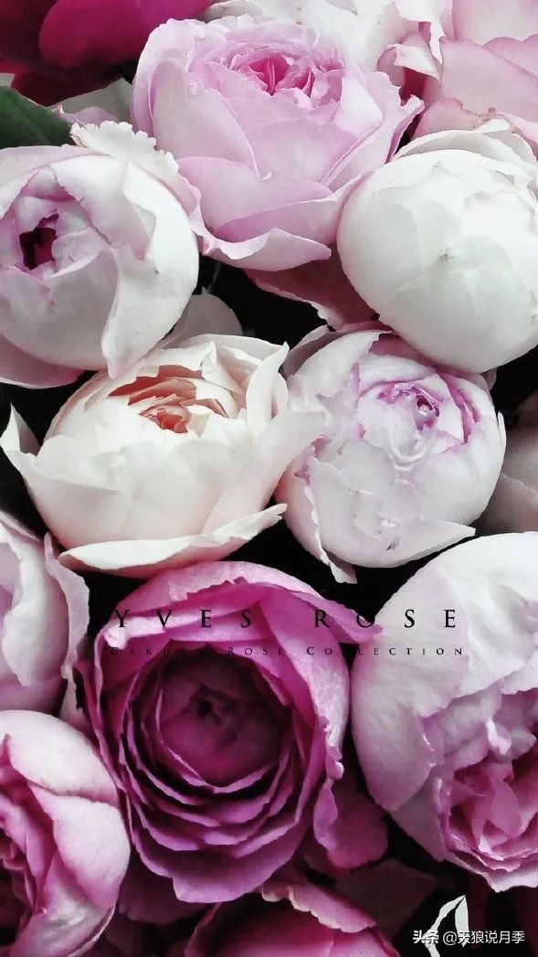 月季控对美的极致追求，尽在伊芙系列