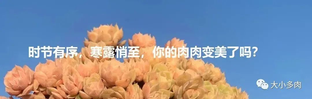 又到了晒肉的季节了,浙江一年一度晒肉季