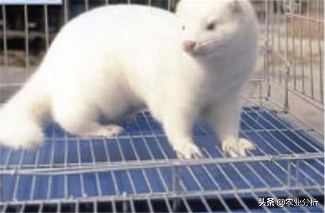 养貂的技巧和方法,养貂教程