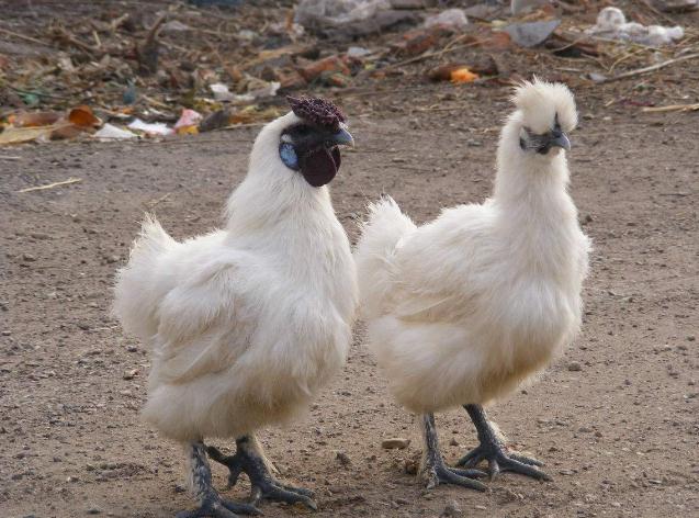 乌鸡为什么越养越贵,养乌鸡会更赚钱吗