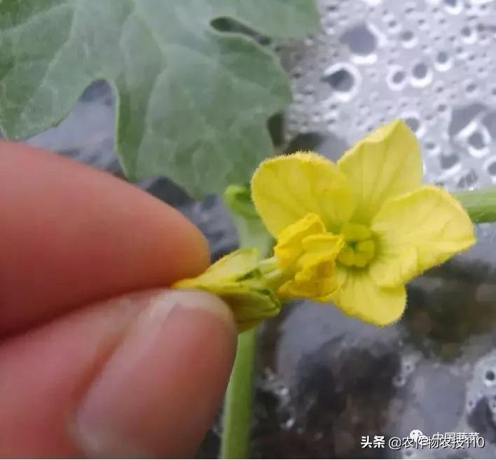 西瓜栽培技术有哪些,西瓜栽培技术全面的文字解释