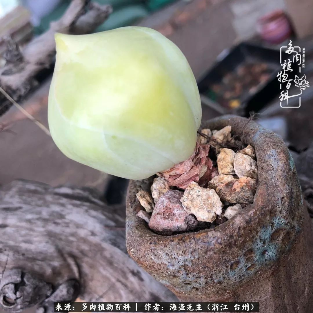 独具魅力的黄玫瑰,黄玫瑰这么美的风景惊艳到你了吗