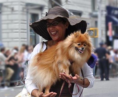 为什么有人反对养宠物,为什么现在越来越多人选择养狗