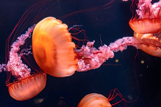 高速快门和低速的区别,低速快门怎么选择