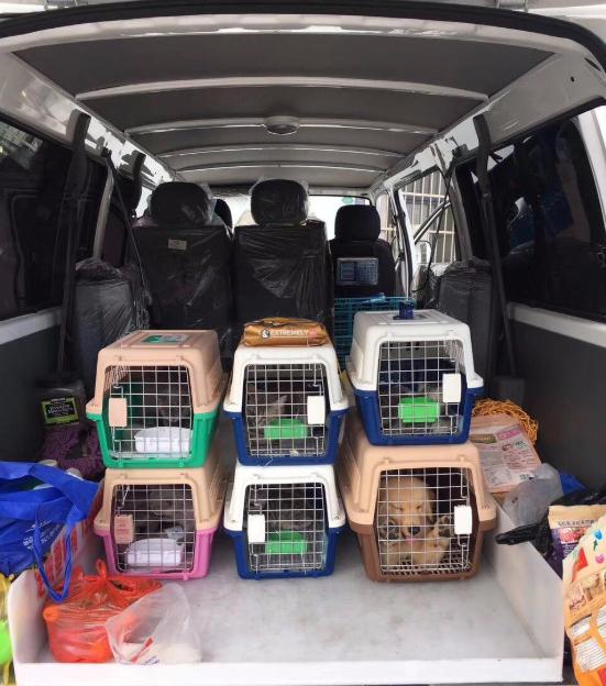 托运宠物需要办理哪些手续？这里有一套详细的宠物托运攻略