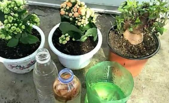 盆栽泥土结块,盆栽土流失怎样加土