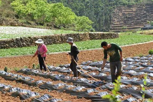 未来五年农村会出现哪三种趋势,未来5年农村发展的4个坎