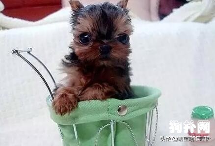 茶杯犬可不可爱会不会咬人,养茶杯犬的好处