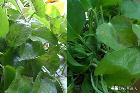 绿萝的养殖方法和注意事项详解图,养绿萝只需加几粒它绿萝疯长