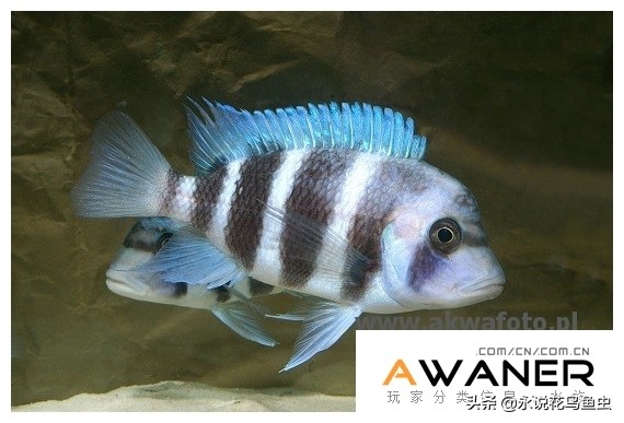 慈鲷六间混养,慈鲷科有哪些