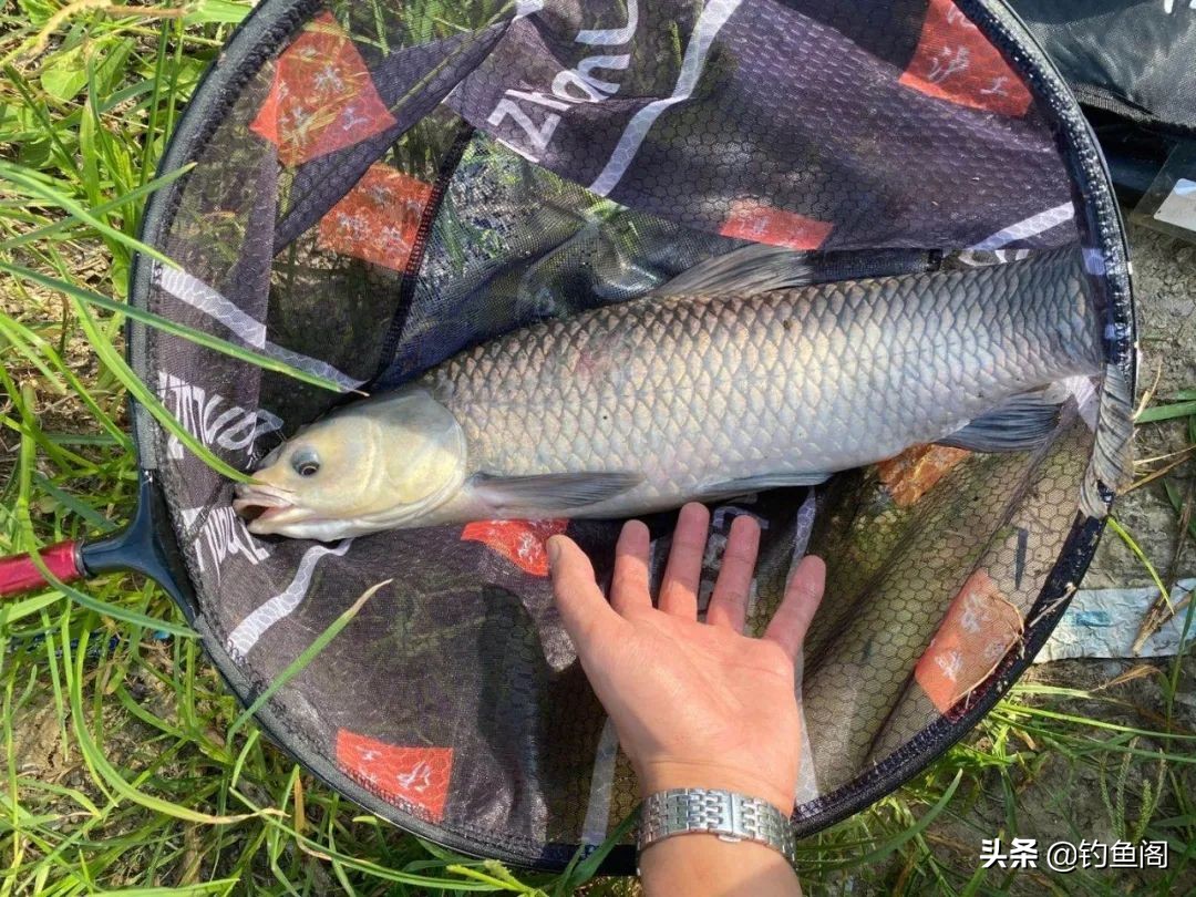 粗钩大线也未必靠谱!遛大鱼你不可不知的2个重要技巧