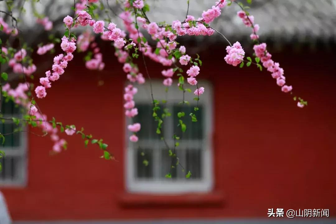 春天里最美的遇见歌曲,春天最美的文案就是油菜花