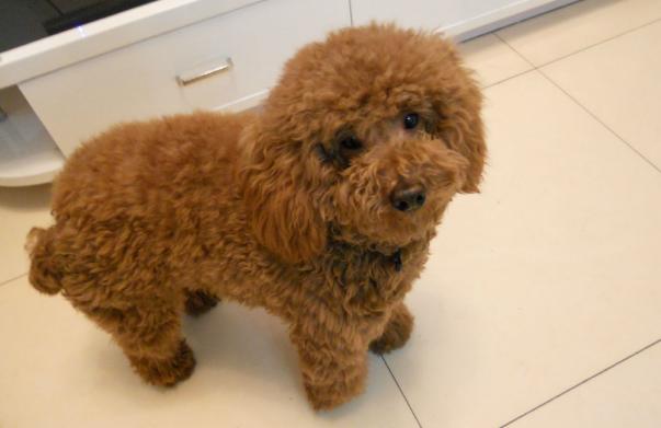 训练泰迪犬的“黄金时期”，主人不要错过了，教几次它就会了