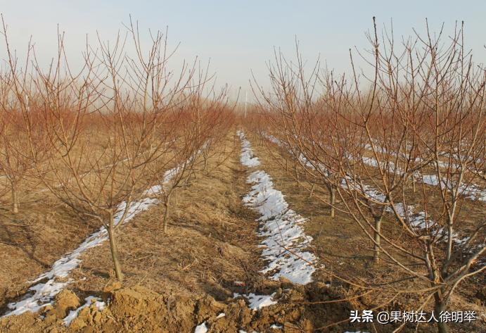 春天桃树育苗方法最快,春季栽桃树要注意什么