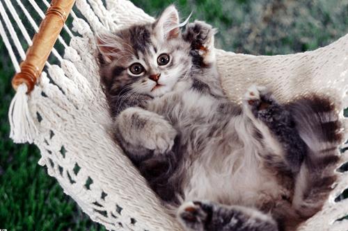 猫咪流产在家要怎么处理,什么原因会导致猫咪流产