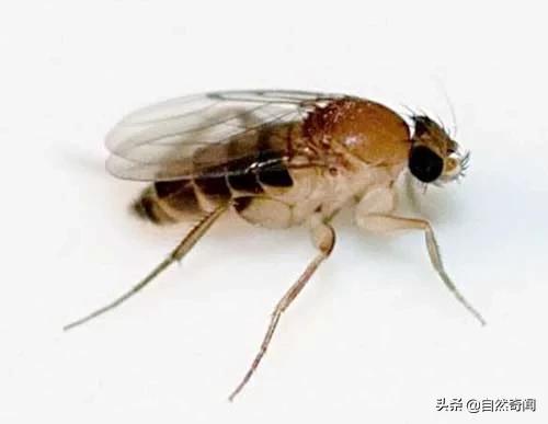 亚马逊有多少动植物,亚马逊盘点