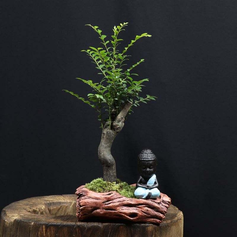 养盆景用什么土比较好,什么盆景带来财运最好养