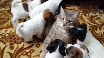 能治好所有病的宠物医生,宠物医生治不好自己的宠物