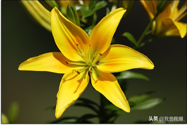 佳能EF600mmf/4LISIIIUSM镜头评测