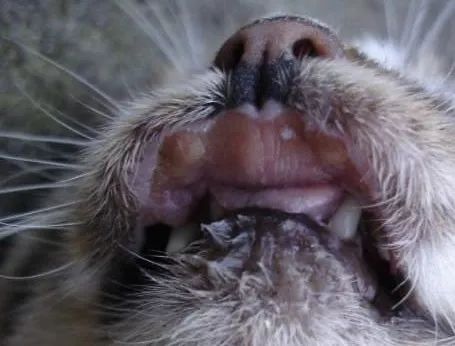 关于EGC身为铲屎官的你知多少？各种皮肤病都可能是EGC！