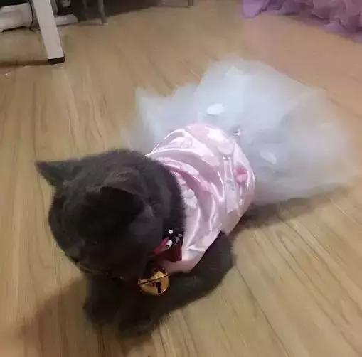 猫耳血肿前有什么表现,猫猫耳血肿不管它可以自愈吗